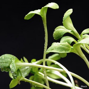 sunflower-sprouts