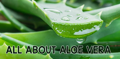 all-about-aloe-vera